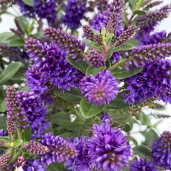 Hebe 'All Blooms®', Farbe Zufällig, Topf-Ø 17 Cm -Compo Verkaufsgeschäft 0690190103 Koelle Hebe All Blooms T17 blau 4 112387 1