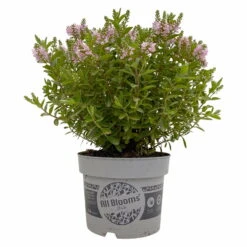 Hebe 'All Blooms®' Rosa, Topf-Ø 17 Cm -Compo Verkaufsgeschäft 0690190104 Hebe All Blooms T17 rosa 1 114194