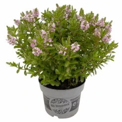 Hebe 'All Blooms®' Rosa, Topf-Ø 17 Cm -Compo Verkaufsgeschäft 0690190104 Hebe All Blooms T17 rosa 3 114195