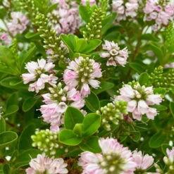 Hebe 'All Blooms®' Rosa, Topf-Ø 17 Cm -Compo Verkaufsgeschäft 0690190104 Hebe All Blooms T17 rosa 4 114154