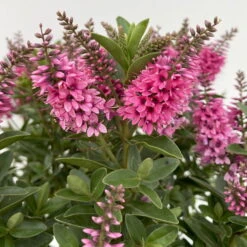 Hebe 'All Blooms®', Farbe Zufällig, Topf-Ø 17 Cm -Compo Verkaufsgeschäft 0690190104 Koelle Hebe All Blooms T17 rosa 5 112389