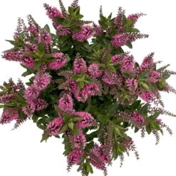 Hebe 'All Blooms®' Rosa, Topf-Ø 17 Cm -Compo Verkaufsgeschäft 0690190104 Koelle Hebe All Blooms T17 rosa 6 112515