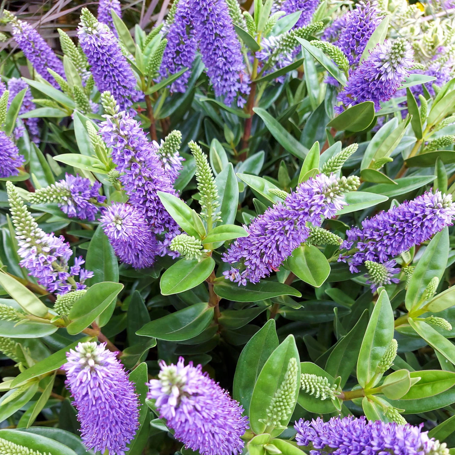 Hebe Blau, Topf-Ø 12 Cm, 3er-Set 1 Hebe Blau, Topf-Ø 12 Cm, 3er-Set