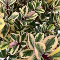 Hebe Buntlaubig, Topf-Ø 12 Cm, 3er-Set -Compo Verkaufsgeschäft 0690190129 Koelle Hebe Tricolor T15 buntlaubig 3er Set WS 3 95908