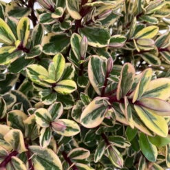 Hebe Buntlaubig, Topf-Ø 12 Cm, 3er-Set -Compo Verkaufsgeschäft 0690190129 Koelle Hebe Tricolor T15 buntlaubig 3er Set WS 4 95907