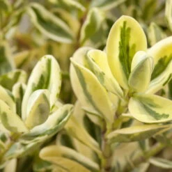 Hebe Buntlaubig, Sorte Nach Verfügbarkeit, Topf-Ø 12 Cm, 3er-Set -Compo Verkaufsgeschäft 0690190135 Hebe buntlaubig Katrina 3er Set 1 96686