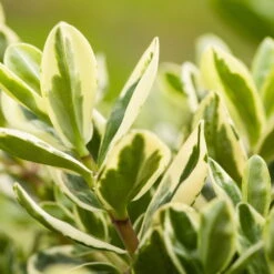 Hebe Buntlaubig, Sorte Nach Verfügbarkeit, Topf-Ø 12 Cm, 3er-Set -Compo Verkaufsgeschäft 0690190135 Hebe buntlaubig Katrina 3er Set 2 96687