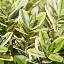 Hebe Buntlaubig, Sorte Nach Verfügbarkeit, Topf-Ø 12 Cm, 3er-Set -Compo Verkaufsgeschäft 0690190135 Hebe buntlaubig Katrina 3er Set 3 96688