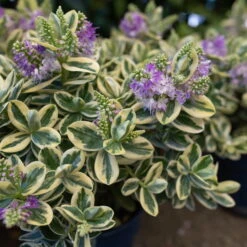 Hebe Buntlaubig, Sorte Nach Verfügbarkeit, Topf-Ø 12 Cm, 3er-Set -Compo Verkaufsgeschäft 0690190135 Hebe buntlaubig Katrina 3er Set 4 96689