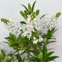 Hebe 'All Blooms®' Weiß, Topf-Ø 10,5 Cm, 6er-Set 9 Hebe 'All Blooms®' Weiß, Topf-Ø 10,5 Cm, 6er-Set -Compo Verkaufsgeschäft 0690190155 Hebe All Blooms weiss 6er Set 3 114006