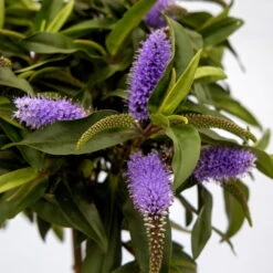 Strauchveronika Granda® Blau, Stämmchen, Topf-Ø 17 Cm, Höhe Ca. 60 Cm -Compo Verkaufsgeschäft 0690190218 Hebe Granda Stamm T17 blau H60cm ca 35cm 1 126858