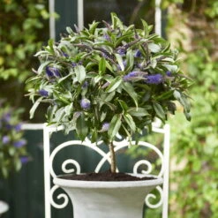 Strauchveronika Granda® Blau, Stämmchen, Topf-Ø 17 Cm, Höhe Ca. 60 Cm -Compo Verkaufsgeschäft 0690190218 Hebe Granda Stamm T17 blau H60cm ca 35cm 3 126859