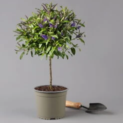 Strauchveronika Granda® Blau, Stämmchen, Topf-Ø 17 Cm, Höhe Ca. 60 Cm