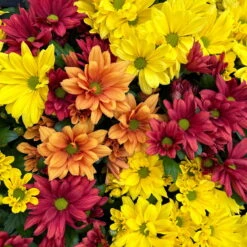 Chrysanthemen Trio 'Sunset' Orange-gelb-rot, Topf-Ø 12 Cm, 6er-Set 11 Chrysanthemen Trio 'Sunset' Orange-gelb-rot, Topf-Ø 12 Cm, 6er-Set -Compo Verkaufsgeschäft 0691110092 0691110102 Chrysanthemum indicum Trio T12 Sunset 6er Set 2 126799