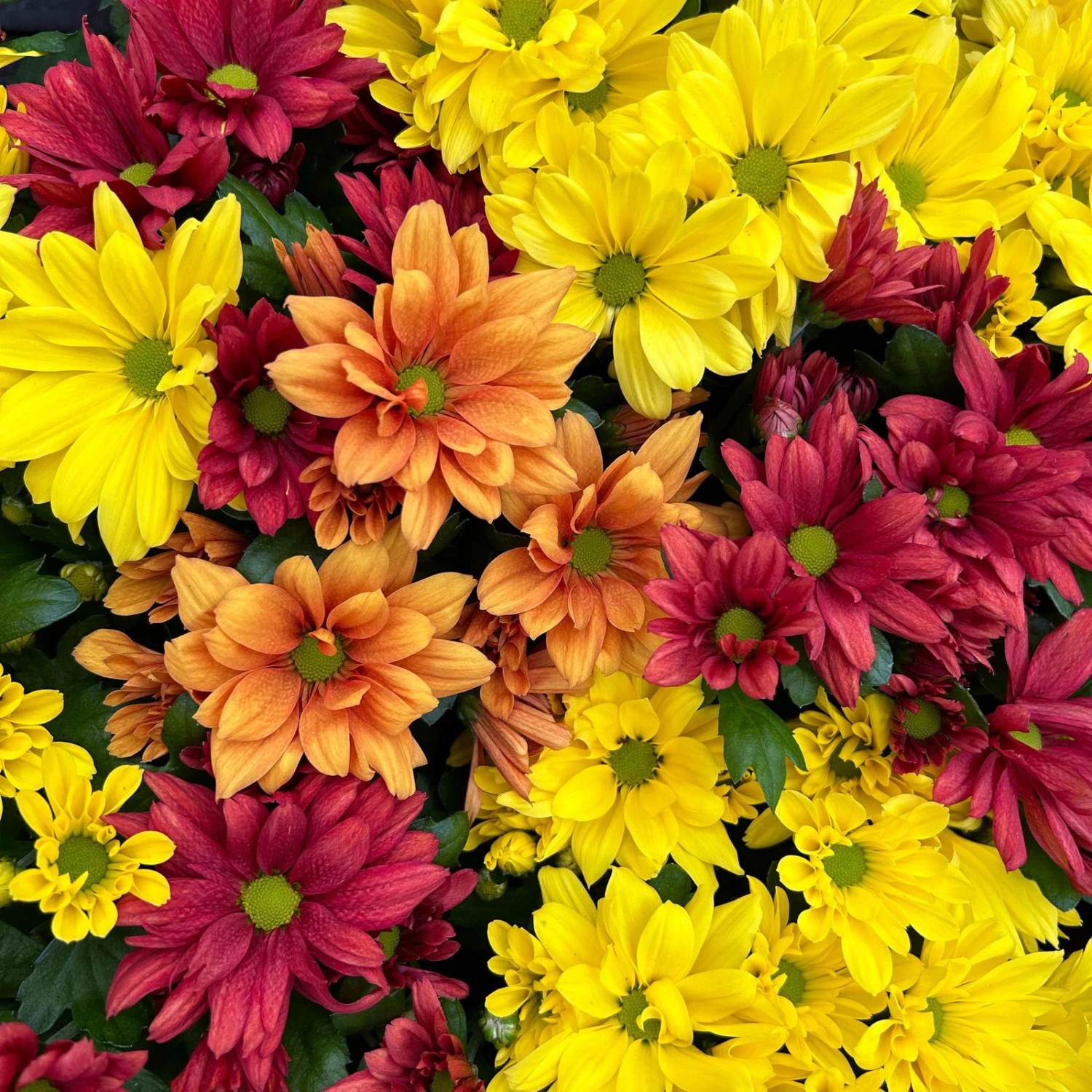 Chrysanthemen Trio 'Sunset' Orange-gelb-rot, Topf-Ø 12 Cm, 6er-Set 2 Chrysanthemen Trio 'Sunset' Orange-gelb-rot, Topf-Ø 12 Cm, 6er-Set - Image 2