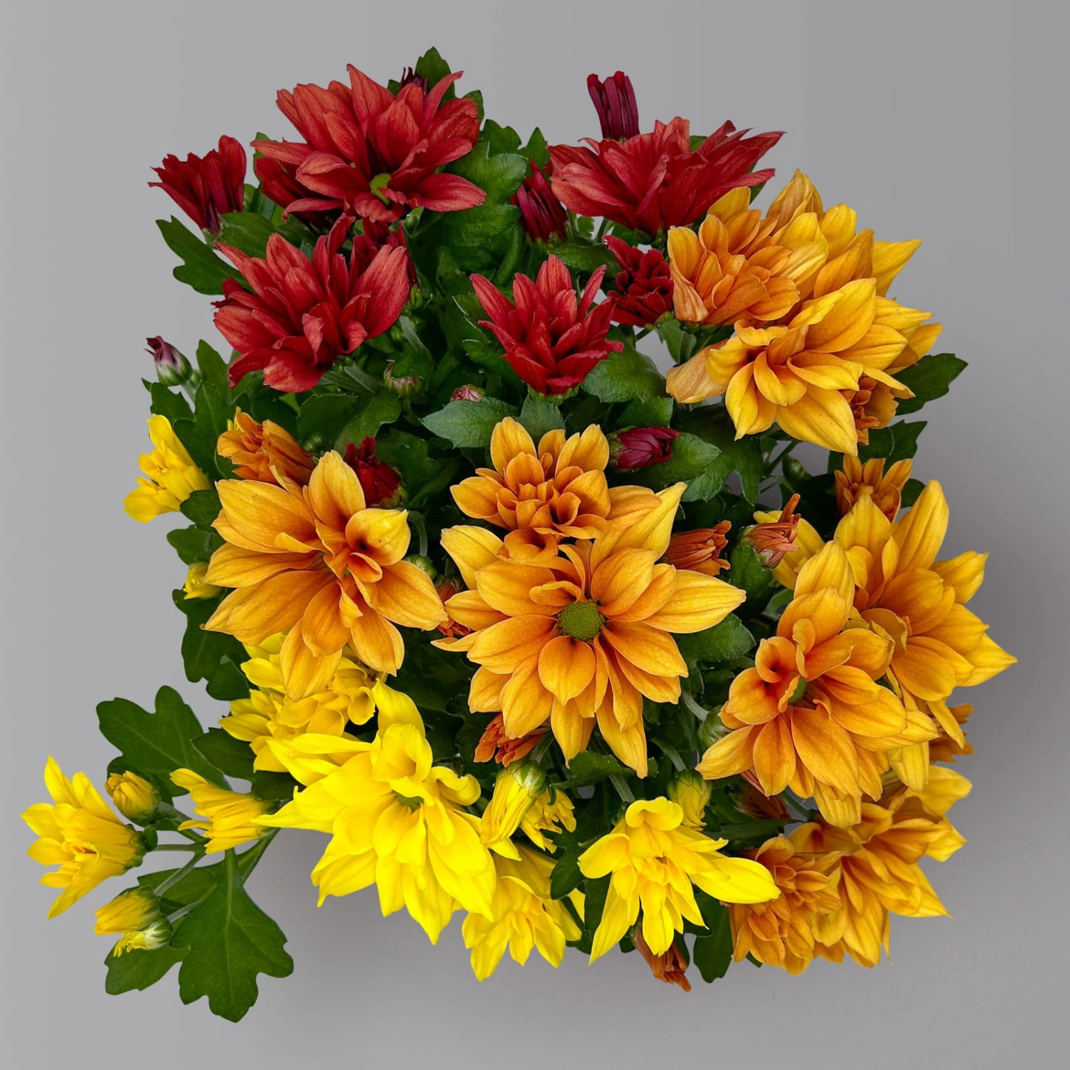 Chrysanthemen Trio 'Sunset' Orange-gelb-rot, Topf-Ø 12 Cm, 6er-Set 5 Chrysanthemen Trio 'Sunset' Orange-gelb-rot, Topf-Ø 12 Cm, 6er-Set - Image 5