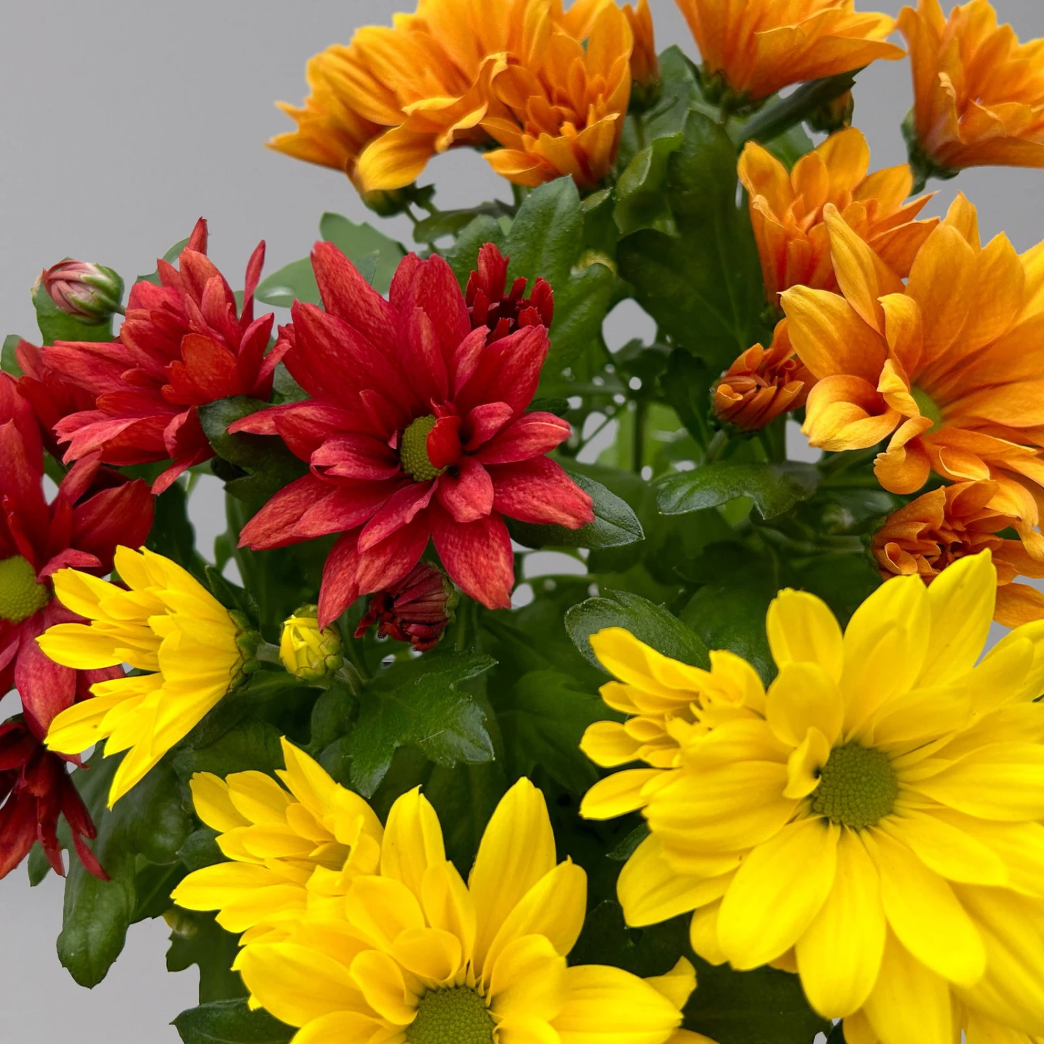 Chrysanthemen Trio 'Sunset' Orange-gelb-rot, Topf-Ø 12 Cm, 6er-Set 6 Chrysanthemen Trio 'Sunset' Orange-gelb-rot, Topf-Ø 12 Cm, 6er-Set - Image 6