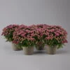 Chrysanthemen Lila, Busch, Topf-Ø 14 Cm, 4er-Set -Compo Verkaufsgeschäft 0691140047 Chrysanthemum multiflora Busch T14 purple 4er Set 4 126946
