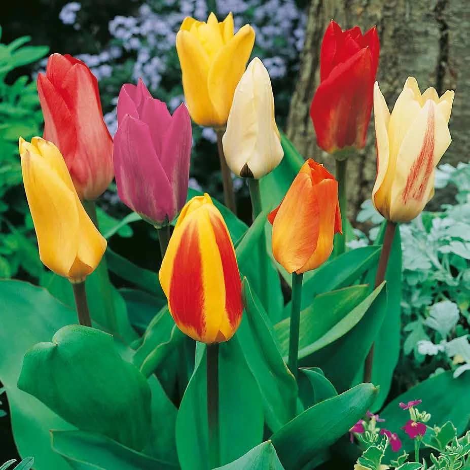 XXL Fosteriana Tulpen Mix Papiertüte 100 Blumenzwiebeln - Image 2
