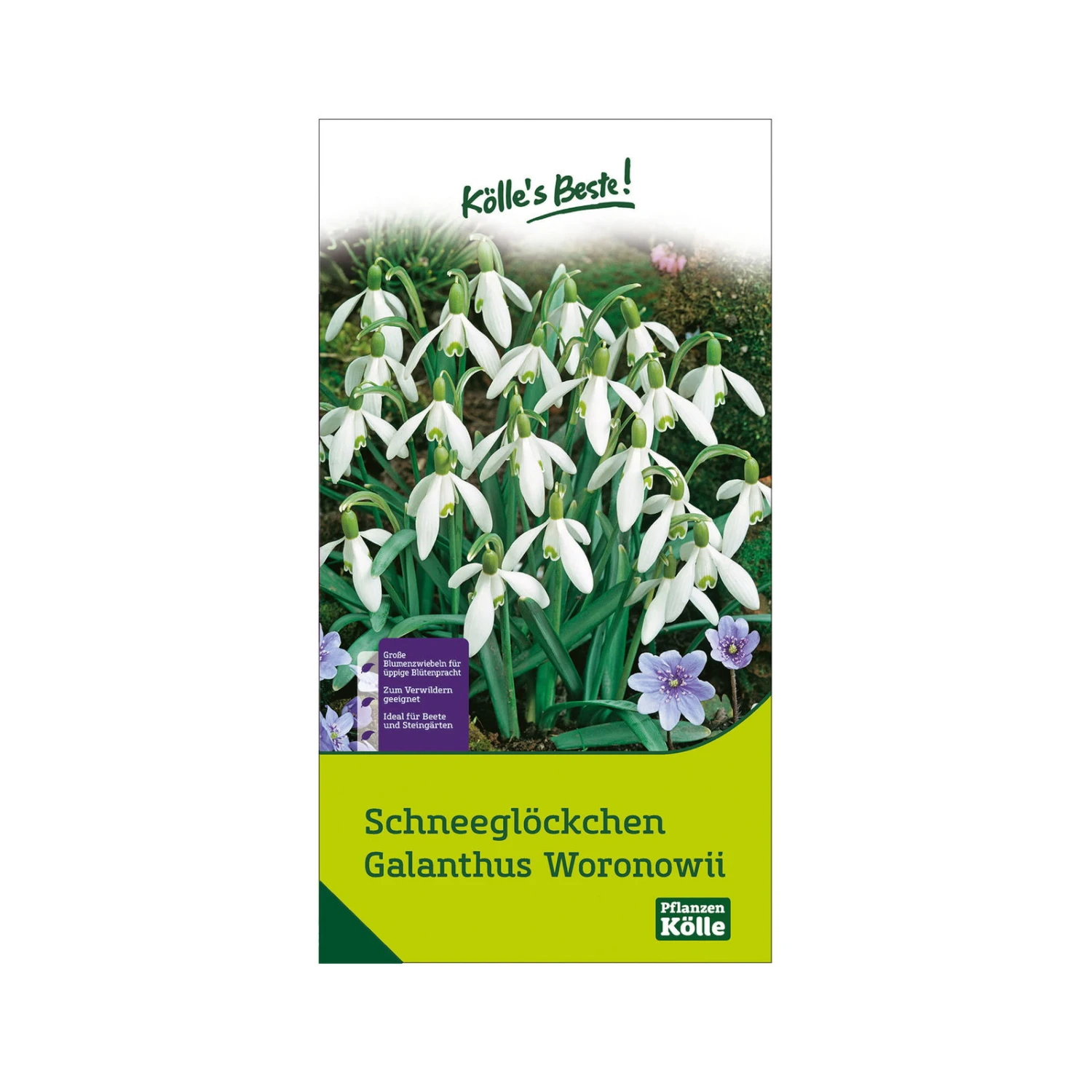 Schneeglöckchen, Galanthus Woronowii, 50 Blumenzwiebeln 1 Schneeglöckchen, Galanthus Woronowii, 50 Blumenzwiebeln