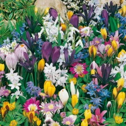 Verwilderungs-Kollektion 60 Blumenzwiebeln -Compo Verkaufsgeschäft 0720800120 Koelles Beste Verwilderungs Kollektion 70St RGB 7115