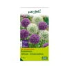 XXL Allium Mischung 'Riesenlauch Schönheiten', Weiß, Lila, 5 Blumenzwiebeln -Compo Verkaufsgeschäft 0720800174 KB Kollektion Riesenlauch Schoenheiten Allium Mischung XXL 1 94238