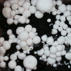 Bio Fertig-Pilzzuchtset Champignon -Compo Verkaufsgeschäft 0740400018 BIO Fertig Pilzzuchtset Champignon 2 32242