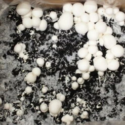 Bio Fertig-Pilzzuchtset Champignon -Compo Verkaufsgeschäft 0740400018 BIO Fertig Pilzzuchtset Champignon 32241