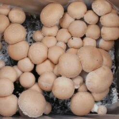 Bio Fertig-Pilzzuchtset Steinchampignon, Klein -Compo Verkaufsgeschäft 0740400023 BIO Fertig Pilzzuchtset Steinchampignon klein 2 32250