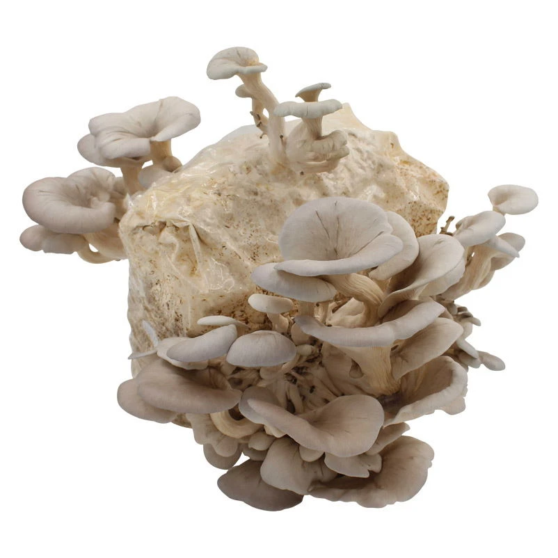 Bio Home Pilzzuchtset Für Austernpilze 3 Bio Home Pilzzuchtset Für Austernpilze - Image 3