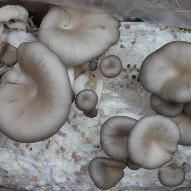 Bio Home Pilzzuchtset Für Austernpilze 2 Bio Home Pilzzuchtset Für Austernpilze - Image 2