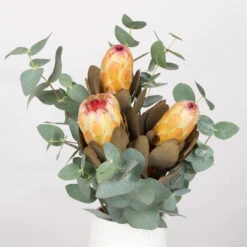 Blumenbund Protea & Eukalyptus, Inkl. Gratis Grußkarte -Compo Verkaufsgeschäft 1025700019 Strauss Protea Grandiflora 1 101679