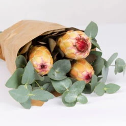 Blumenbund Protea & Eukalyptus, Inkl. Gratis Grußkarte -Compo Verkaufsgeschäft 1025700019 Strauss Protea Grandiflora 2 1 101682