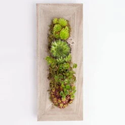 Pflanzbild 'Florence' Mit Sukkulenten, 51x21x10 Cm