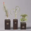 Tillandsien-Trio Im Holzständer -Compo Verkaufsgeschäft 1530103258 Tillandsia Trio auf Holzblock 1 1 112326
