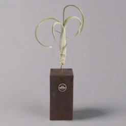 Tillandsien-Trio Im Holzständer -Compo Verkaufsgeschäft 1530103258 Tillandsia Trio auf Holzblock 1 b 112328