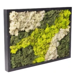 Eckiges Moosbild Mit Schwarzem Rahmen, Klein, 24 X 17 Cm -Compo Verkaufsgeschäft 1530150085 Moosbild eckig 24 cm 1 115778