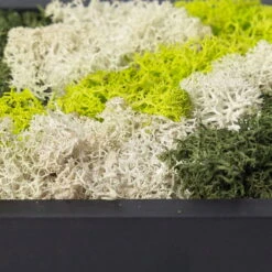 Eckiges Moosbild Mit Schwarzem Rahmen, Klein, 24 X 17 Cm -Compo Verkaufsgeschäft 1530150085 Moosbild eckig 24 cm 2 115779