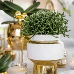 Geschenkset Orchidee & Sukkulente, Gold & Weiß, Inkl. Übertöpfen Und Dekotablett -Compo Verkaufsgeschäft 1530150101 Kolibri Set Weiss Gold klein 5 117028