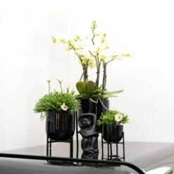 Geschenkset Orchidee & Sukkulente, Schwarz, Inkl. Übertöpfen Und Dekotablett -Compo Verkaufsgeschäft 1530150104 Kolibri Set schwarz klein 4 116980
