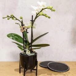 Geschenkset Orchidee & Sukkulente, Schwarz, Inkl. Übertöpfen Und Dekotablett -Compo Verkaufsgeschäft 1530150104 Kolibri Set schwarz klein 5 116983