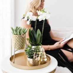 Geschenkset Orchidee & Sukkulente, Gold, Inkl. Übertöpfen, Figur Und Tablett -Compo Verkaufsgeschäft 1530150105 Kolibri Set Gold gross 5 116986