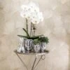 Geschenkset Orchidee & Sukkulente, Silber, Inkl. Übertöpfen Und Dekotablett 3 Geschenkset Orchidee & Sukkulente, Silber, Inkl. Übertöpfen Und Dekotablett -Compo Verkaufsgeschäft 1530150106 Kolibri Set Kopf silber klein 2 116977