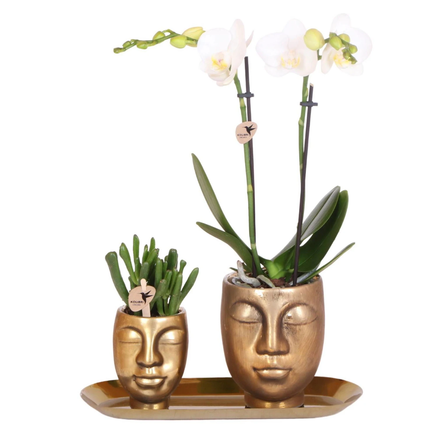 Geschenkset Orchidee & Sukkulente, Gold, Inkl. Übertöpfen Und Dekotablett 1 Geschenkset Orchidee & Sukkulente, Gold, Inkl. Übertöpfen Und Dekotablett