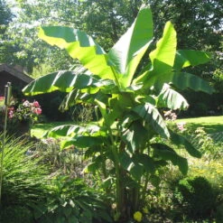 Bananenpflanze, Topf-Ø 17 Cm, Höhe Ca. 60 Cm, 2er-Set 15 Bananenpflanze, Topf-Ø 17 Cm, Höhe Ca. 60 Cm, 2er-Set -Compo Verkaufsgeschäft 1610200313 Blu Bio Banane T12 2er Set Musa basjoo winterhart WS 1 109598