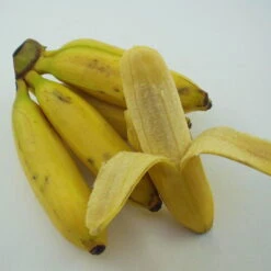 Bananenpflanze, Topf-Ø 17 Cm, Höhe Ca. 60 Cm, 2er-Set 14 Bananenpflanze, Topf-Ø 17 Cm, Höhe Ca. 60 Cm, 2er-Set -Compo Verkaufsgeschäft 1610200313 Blu Bio Banane T12 2er Set Musa basjoo winterhart WS 3 109596