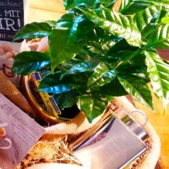 Blu Bio Kaffeepflanze, Topf-Ø 12 Cm, 2er Set 13 Blu Bio Kaffeepflanze, Topf-Ø 12 Cm, 2er Set -Compo Verkaufsgeschäft 1610200353 Blu Bio Kaffee Echter T12 2er Set Coffea arabica 5 122693