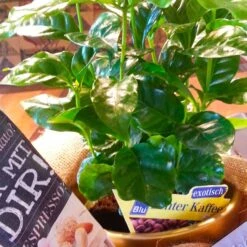 Blu Bio Kaffeepflanze, Topf-Ø 12 Cm, 2er Set 12 Blu Bio Kaffeepflanze, Topf-Ø 12 Cm, 2er Set -Compo Verkaufsgeschäft 1610200353 Blu Bio Kaffee Echter T12 2er Set Coffea arabica 6 122692