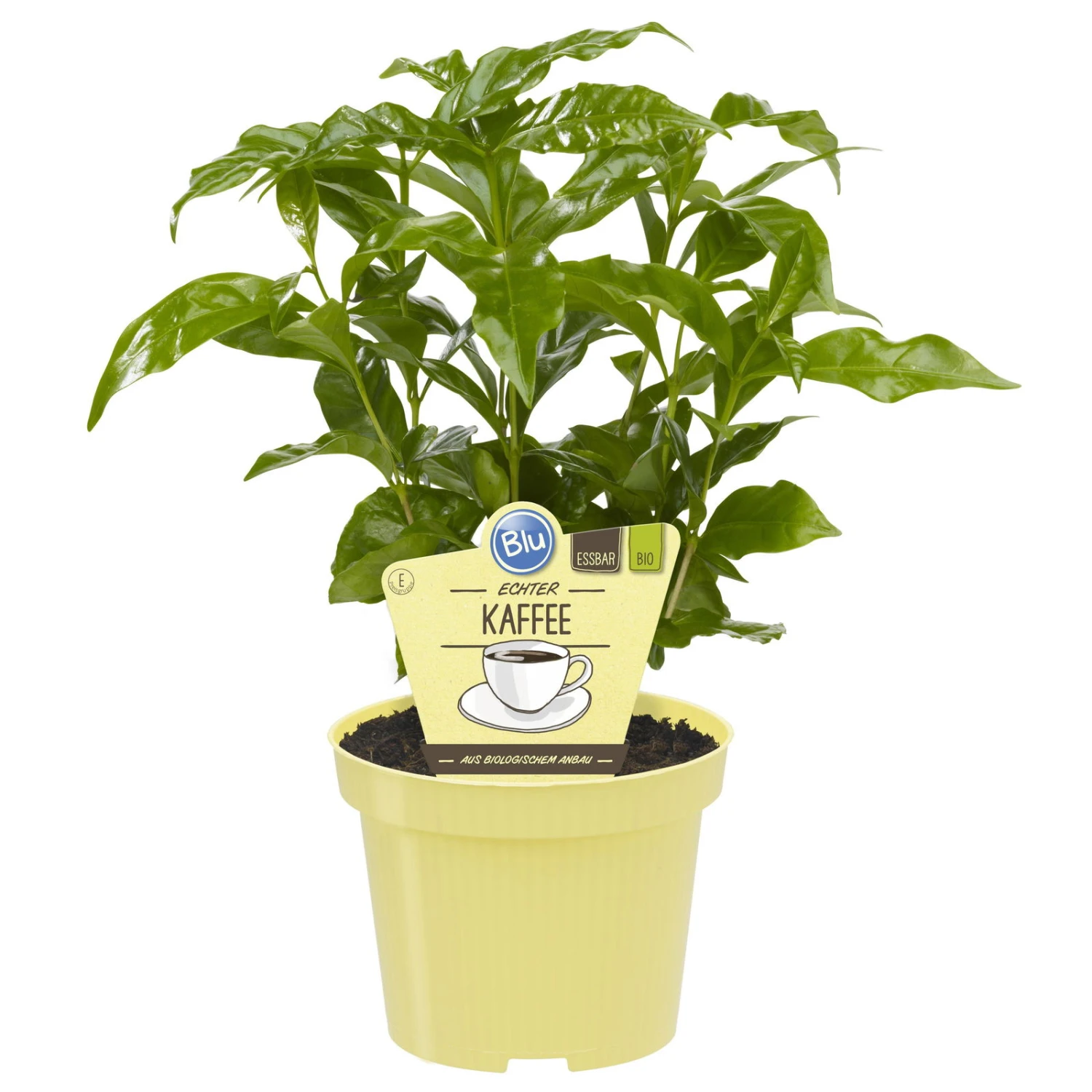 Blu Bio Kaffeepflanze, Topf-Ø 12 Cm, 2er Set 2 Blu Bio Kaffeepflanze, Topf-Ø 12 Cm, 2er Set - Image 2