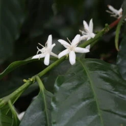 Blu Bio Kaffeepflanze, Topf-Ø 12 Cm, 2er Set 10 Blu Bio Kaffeepflanze, Topf-Ø 12 Cm, 2er Set -Compo Verkaufsgeschäft 1610200353 blu bio kaffee echter 2 122665